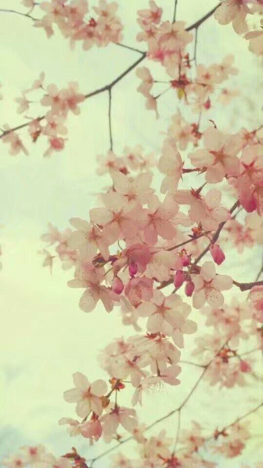 背景图#樱花 桃花 纯色背景