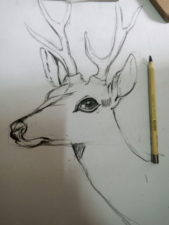 [日常手绘] 素描 黑白 动物 小鹿 线稿