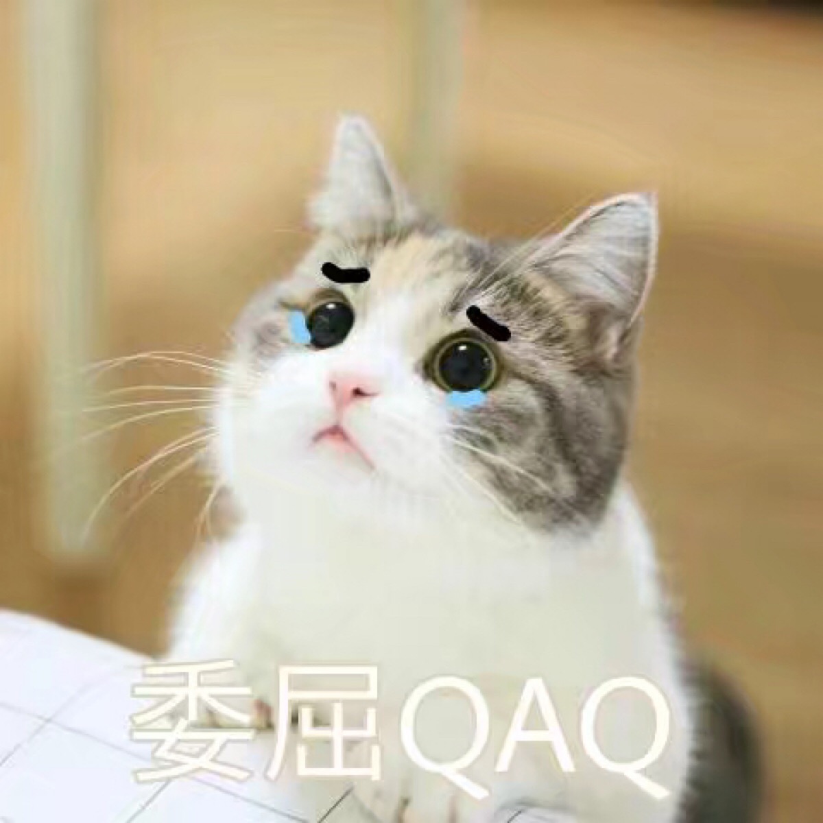 猫猫 委屈