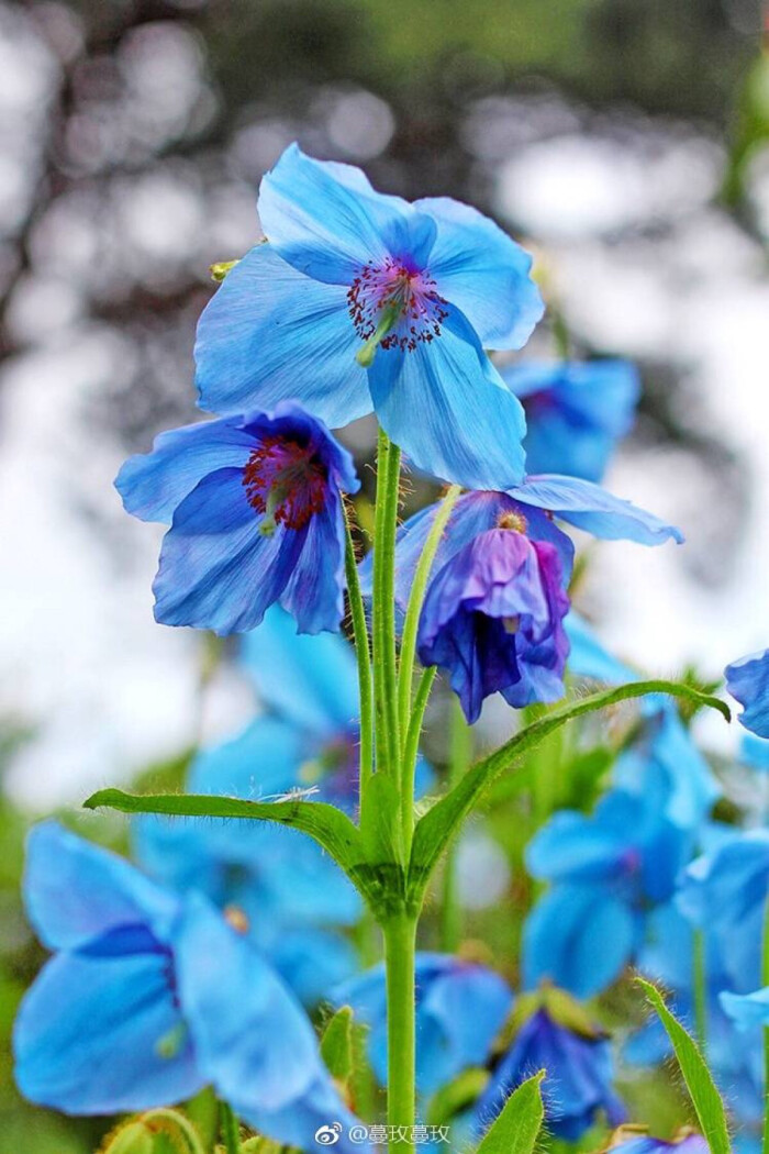 (himalayan blue poppy)——是的它与罂粟,虞美人等同科(但并不同属)