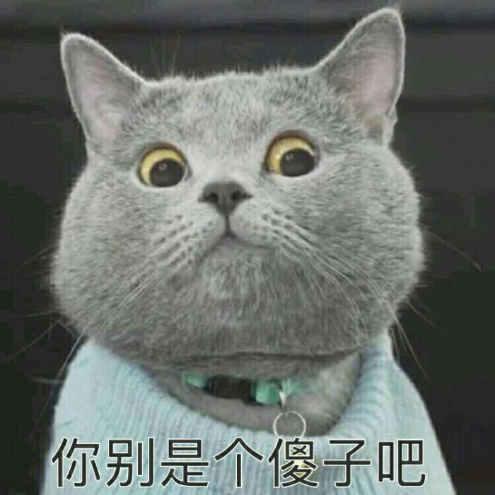 猫咪 表情包 你别是个傻子吧