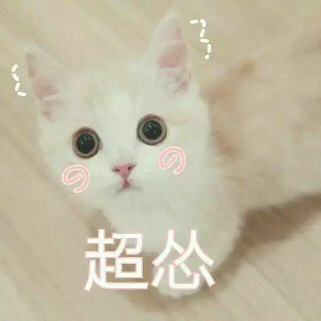 猫咪 表情包 小猫