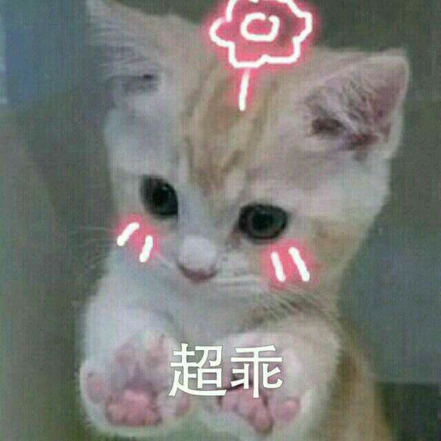 猫咪 表情包 小猫 超乖