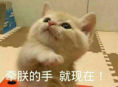 猫咪 表情包 小猫