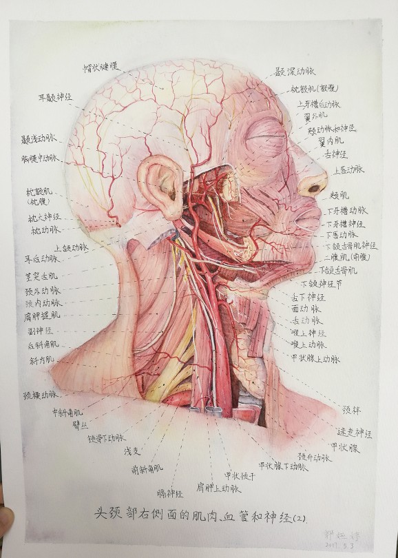 头颈部肌肉,血管和神经.(右侧面)水彩,医学解剖图