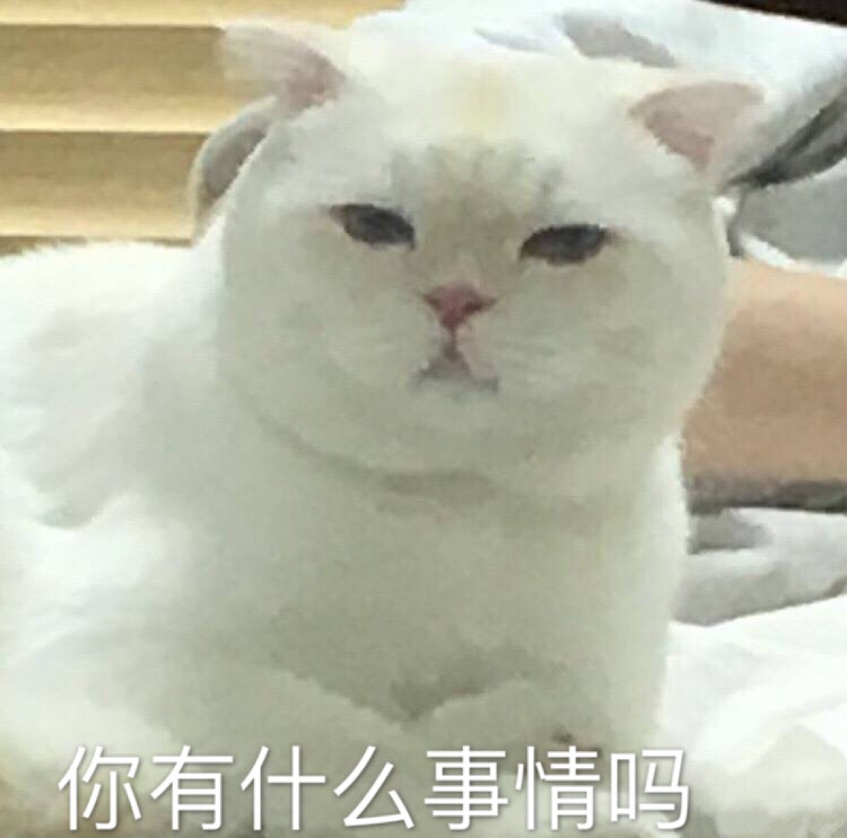 你有什么事情吗 猫 表情包 自作