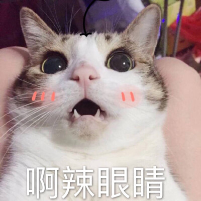 啊辣眼睛 猫 表情包 自作