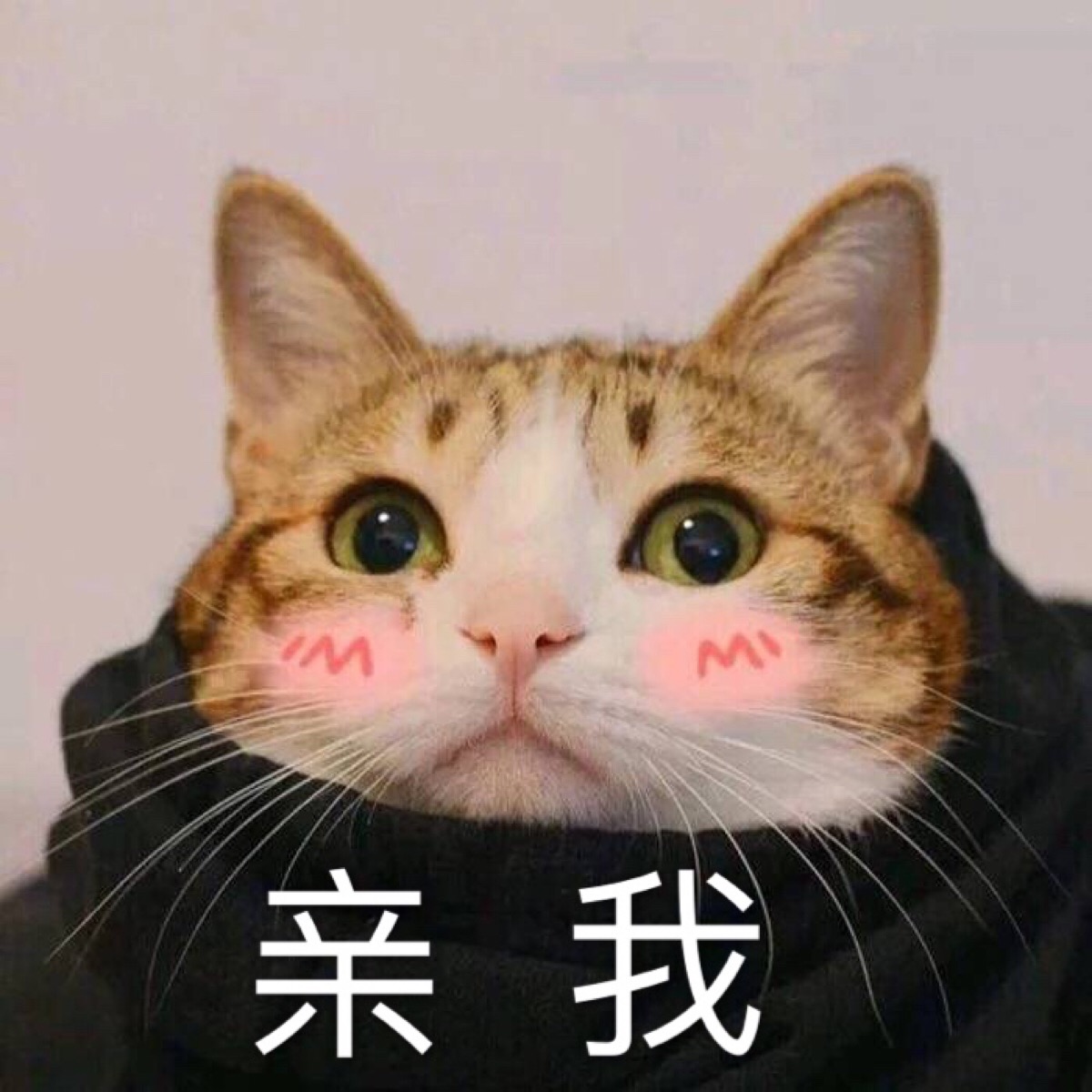 亲我 猫 表情包 自作