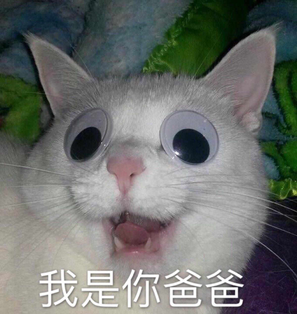 我是你爸爸 猫 表情包 自作