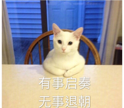 有事启奏 无事退朝 猫 表情包 自作