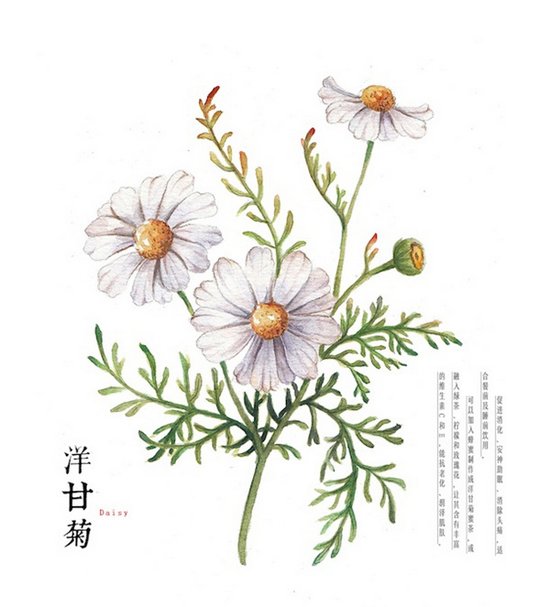 洋甘菊(daisy):促进消化,安神助眠,消除头痛,适合餐前及睡前饮用.