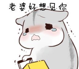 hamham 仓鼠 表情包 老婆