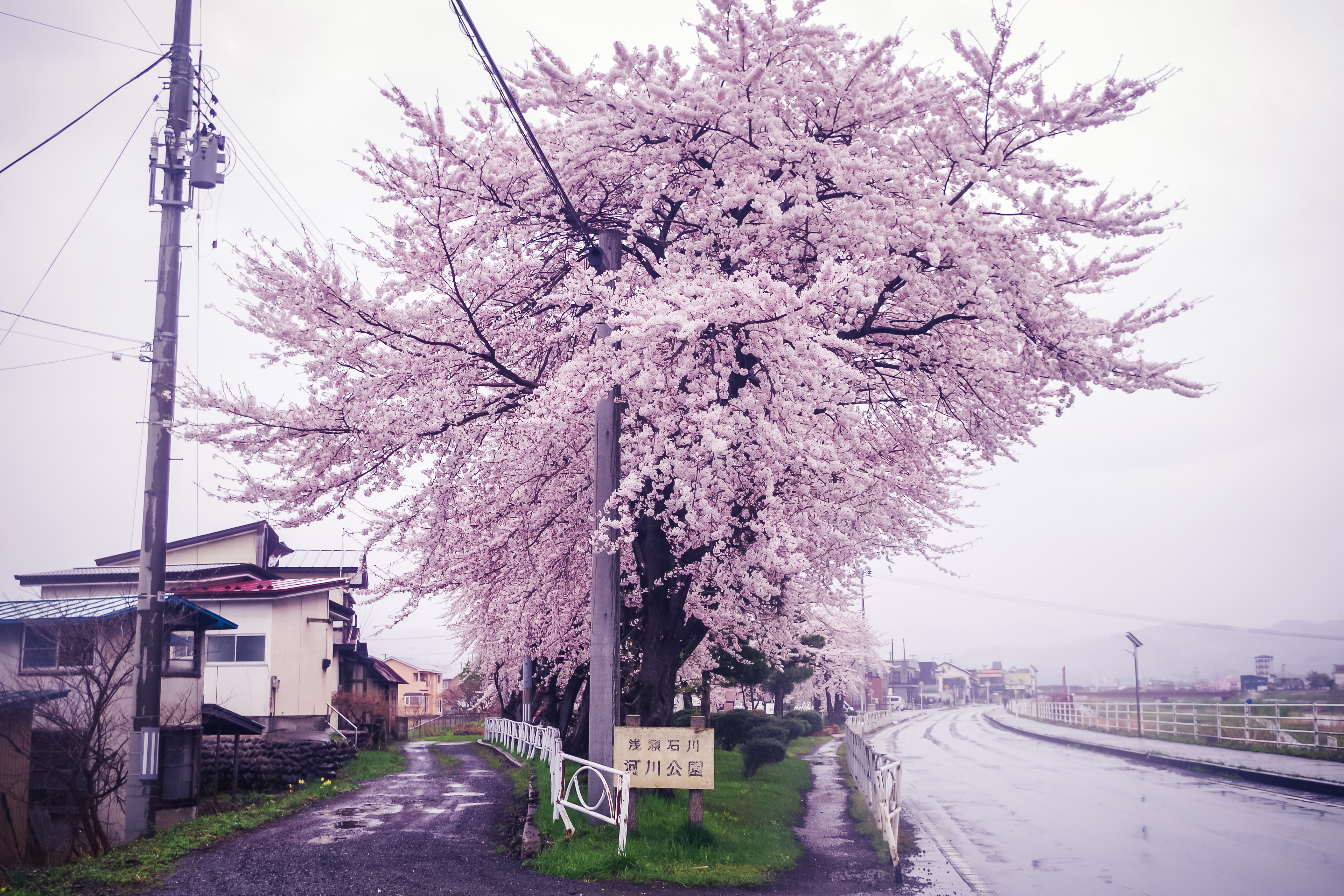 樱花,日本,街道,雨天