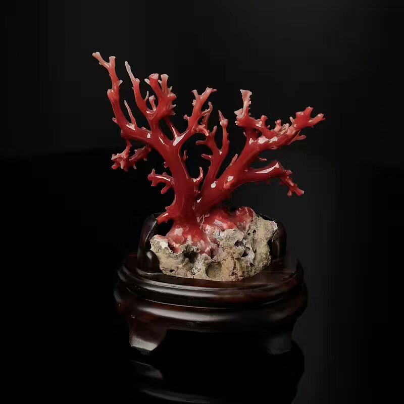 阿卡红珊瑚摆件-堆糖,美好生活研究所