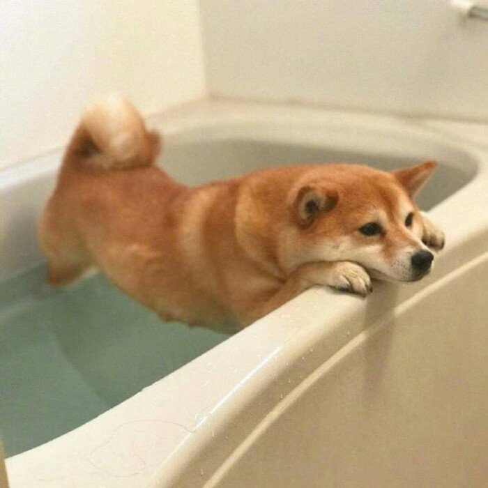 柴犬