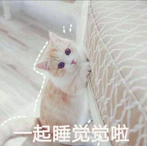 表情包#小猫