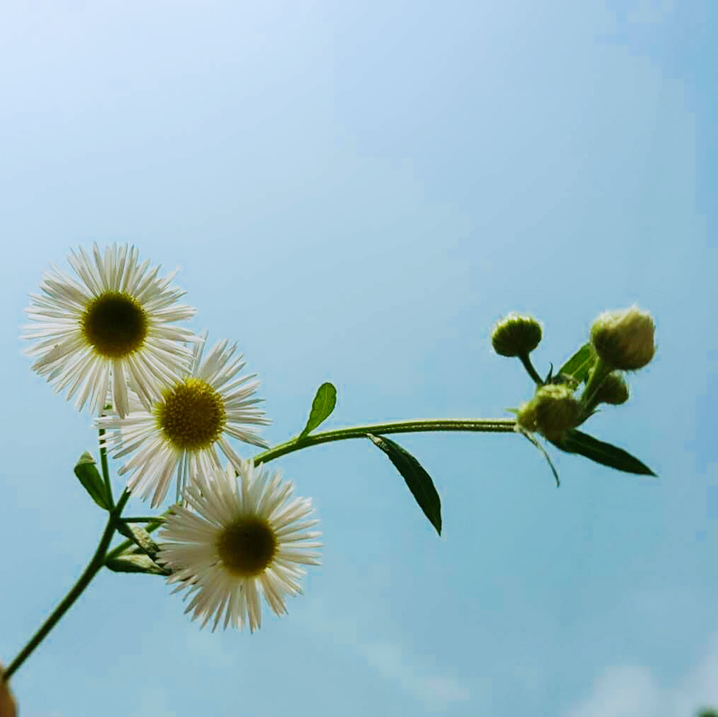 头像 背景 蓝天雏菊