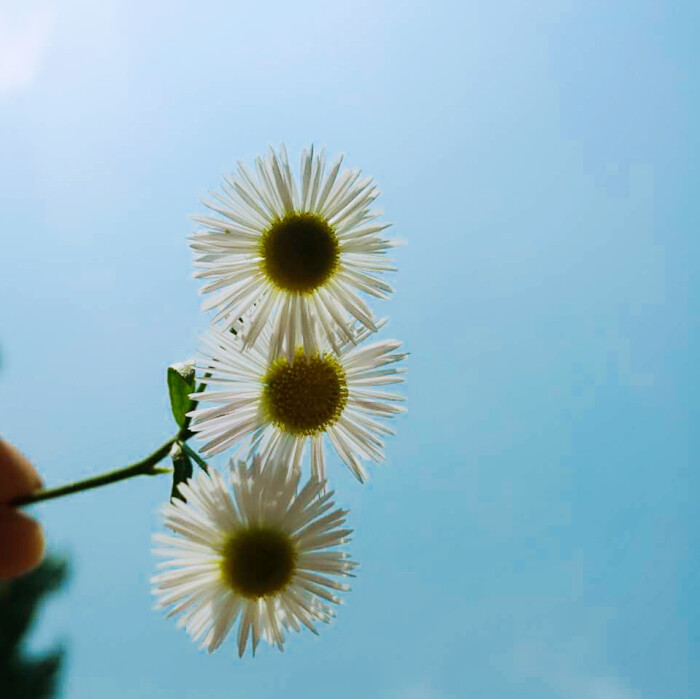 头像 背景 蓝天雏菊