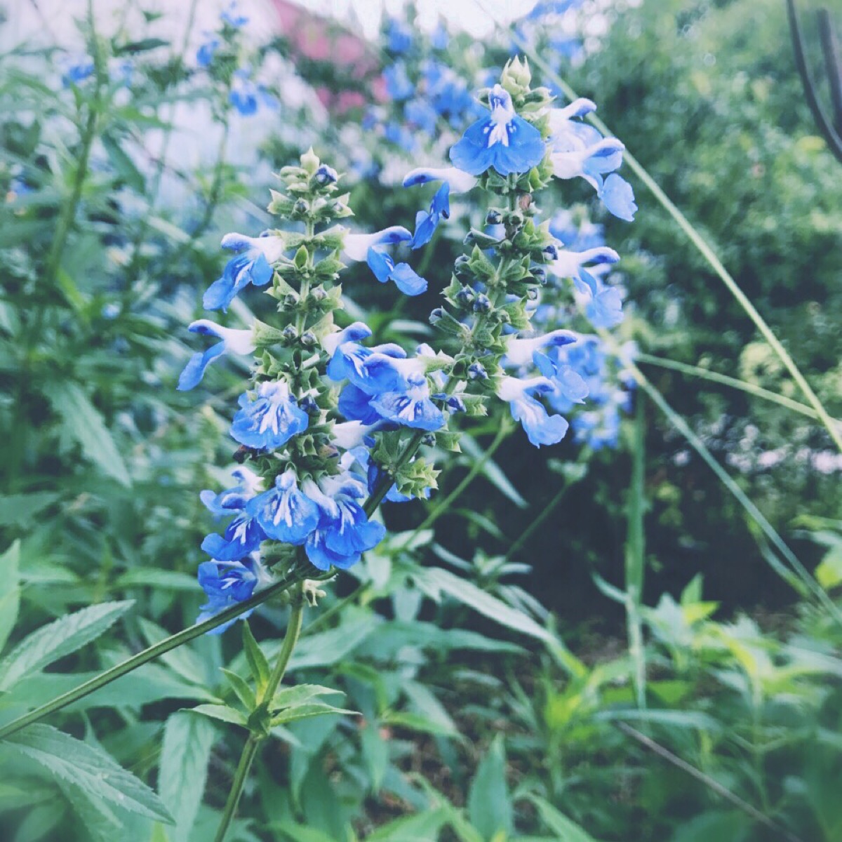 天蓝鼠尾草