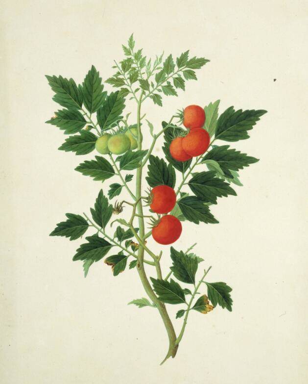 《番茄》――中国清代外销画之植物花卉欣赏