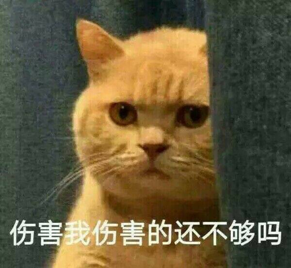 伤害我伤害的还不够吗 表情包 猫咪萌图 qq表情包