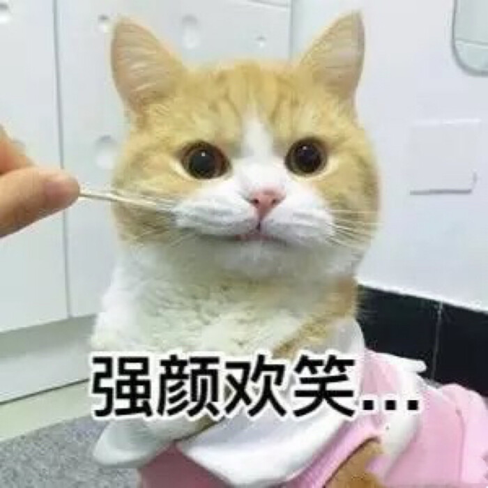 猫咪斗图表情包