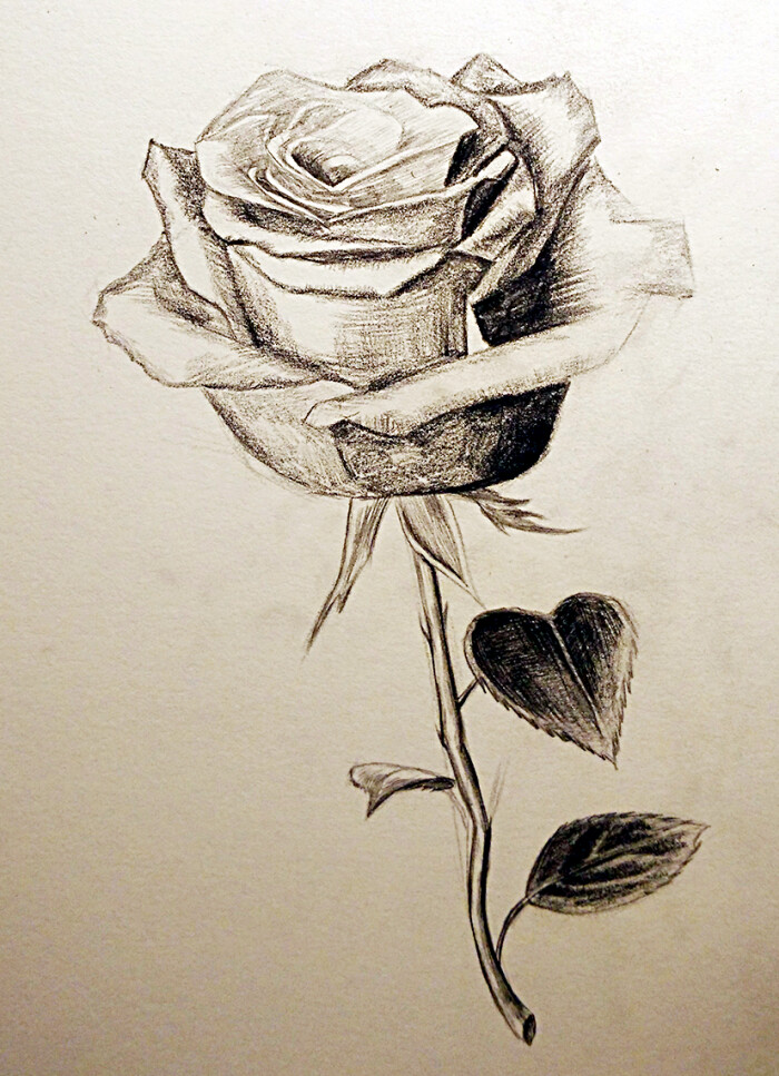 素描玫瑰手绘花卉静物