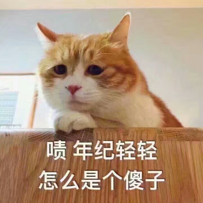 猫咪表情包