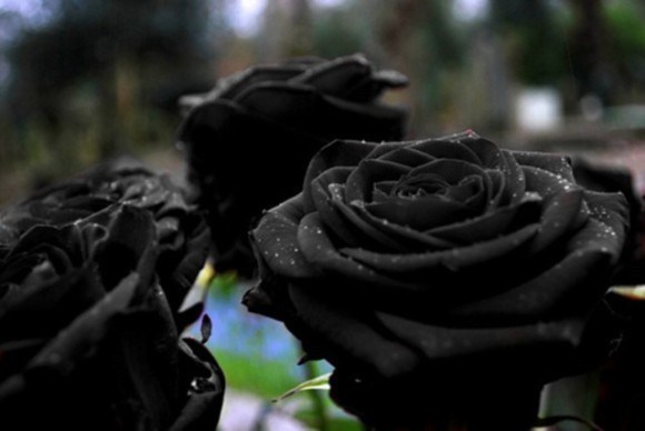 常见的黑色月季切花有两种,一种叫"黑魔术",花型规则美观,厚厚花瓣上