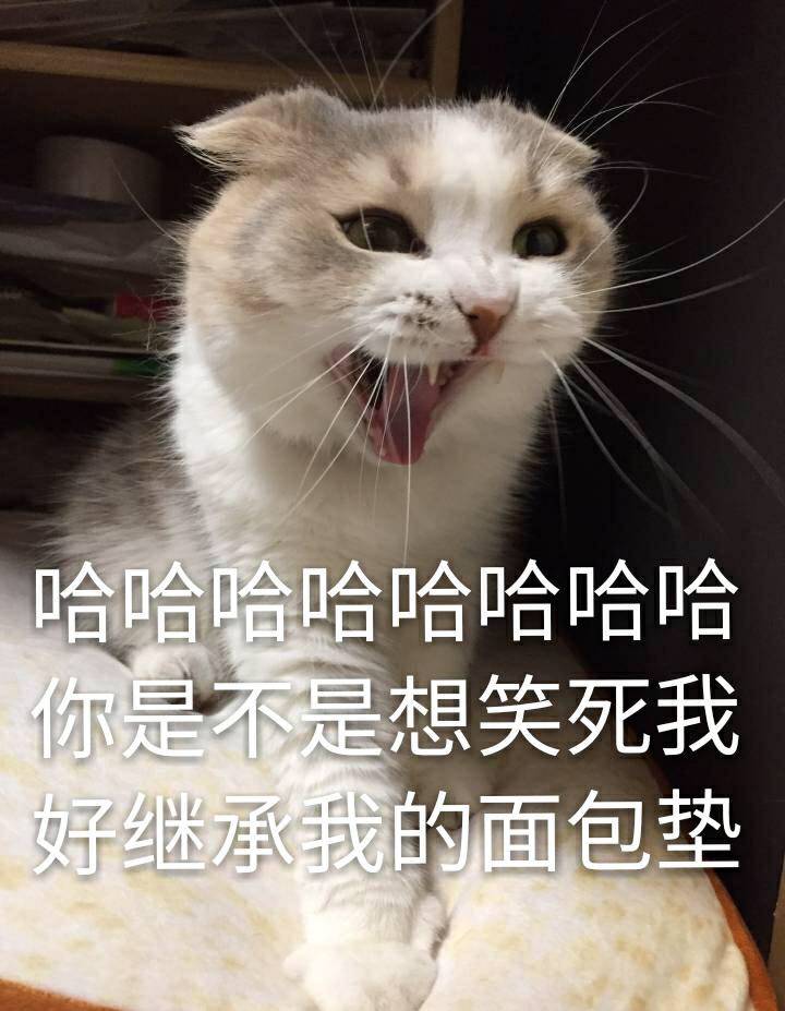 来源 微博 猫咪表情包