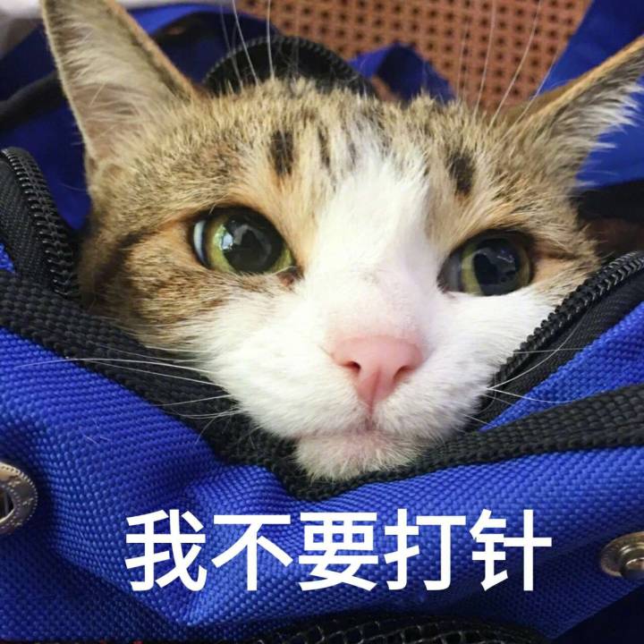 来源 微博 猫咪表情包