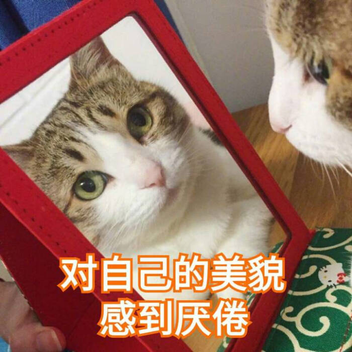 来源 微博 猫咪表情包