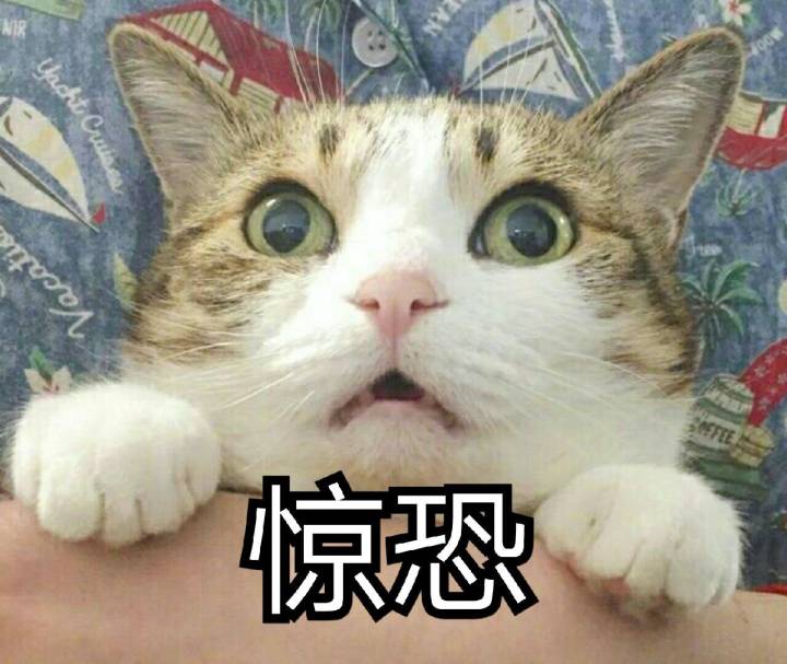 来源 微博 猫咪表情包