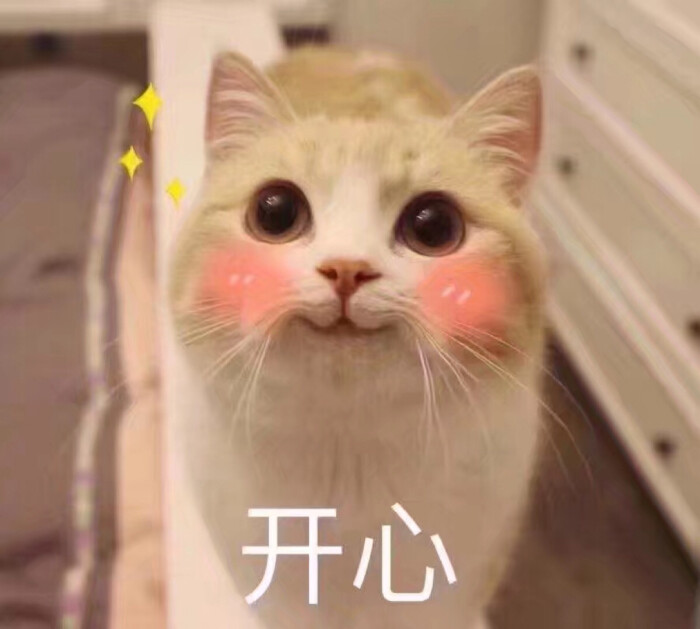 表情包哟～开心 猫