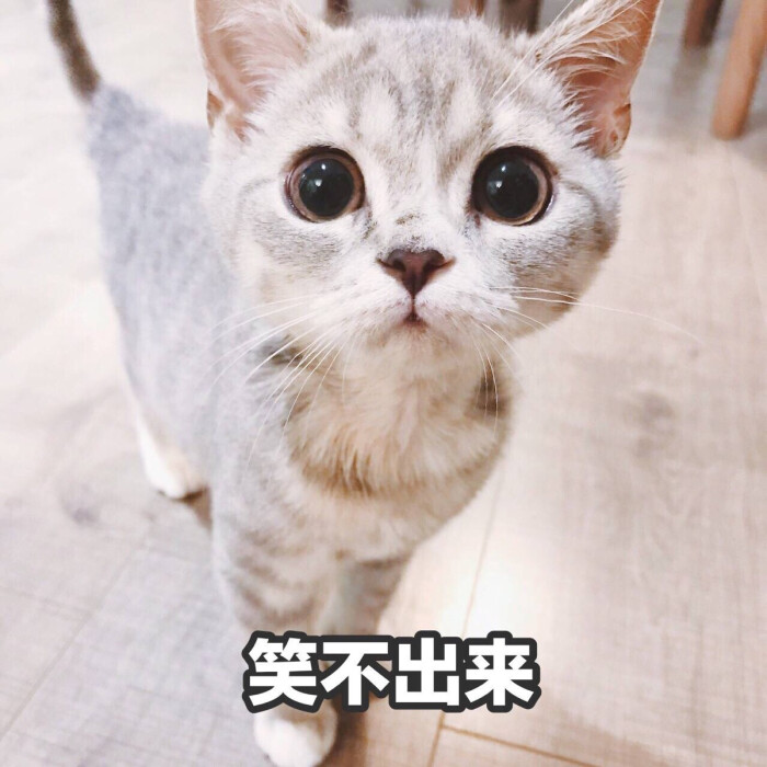 表情包哟～笑不出来 猫