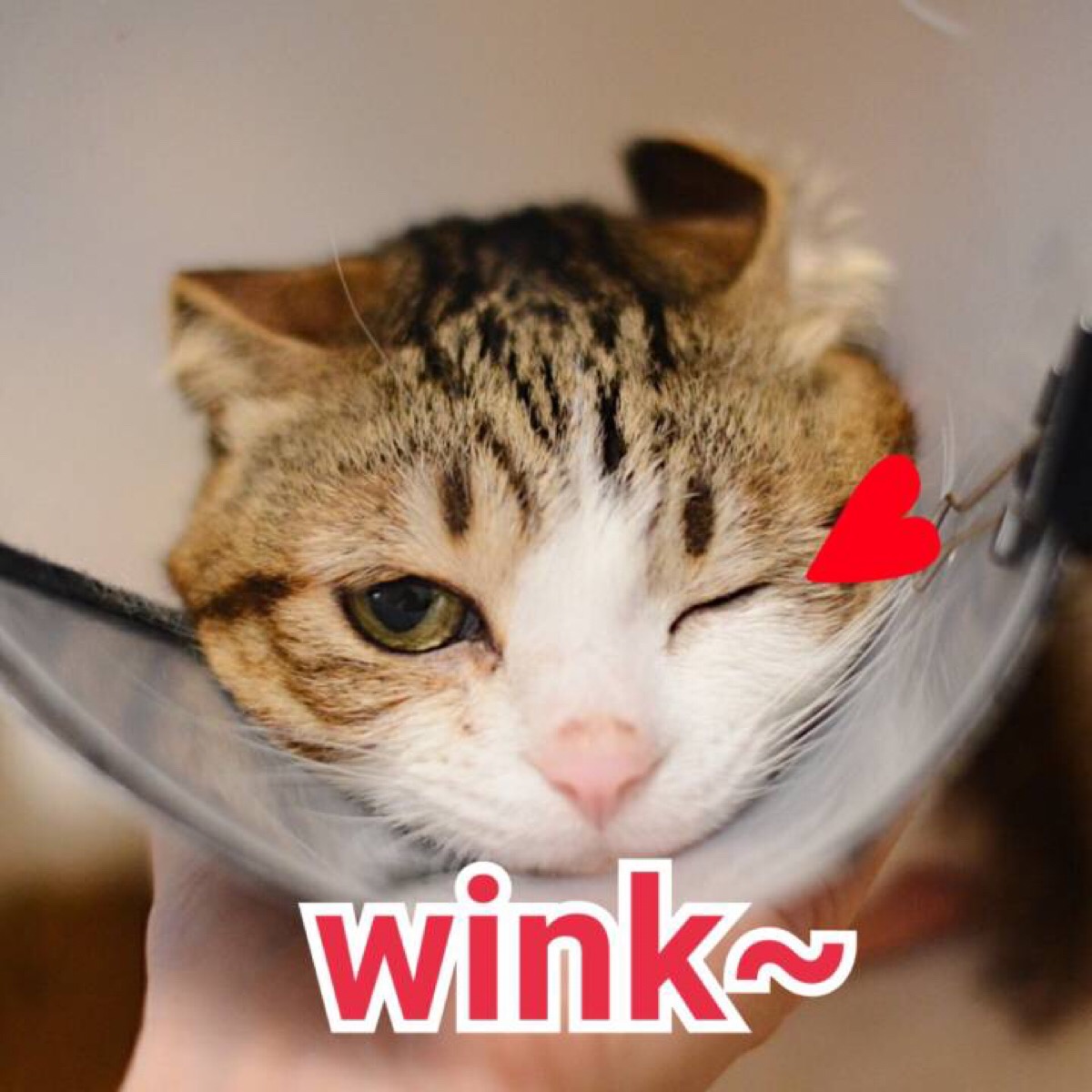 表情包哟～wink 眨眼 眼睛 猫