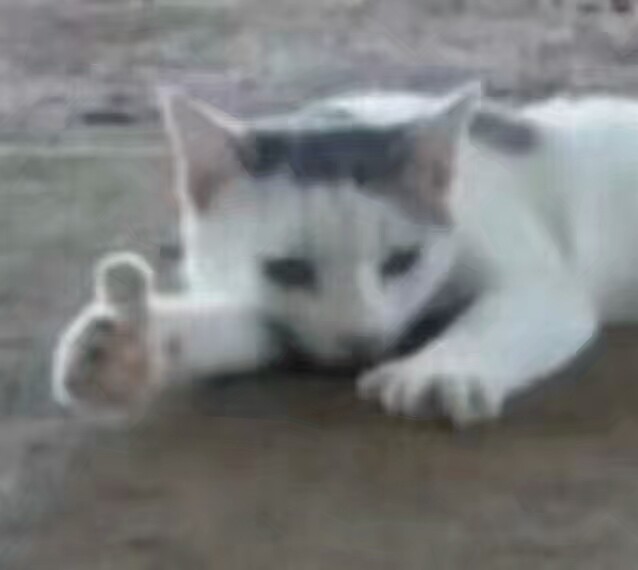 猫咪表情包