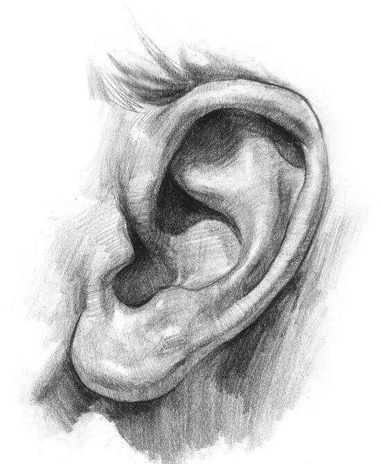 素描耳朵