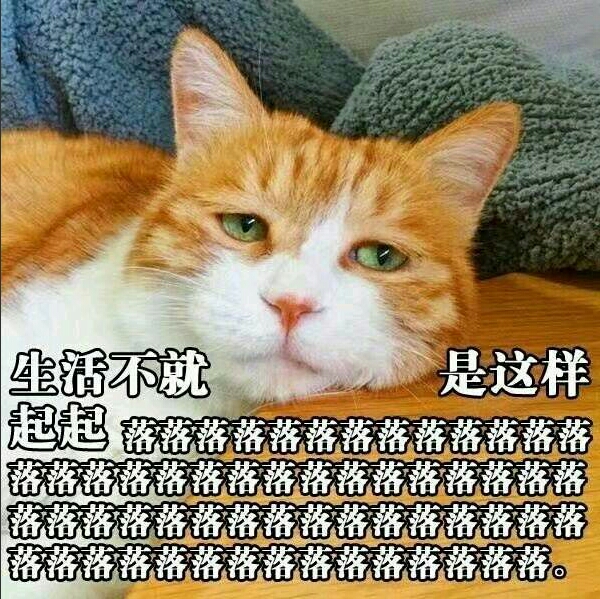 橘猫表情包