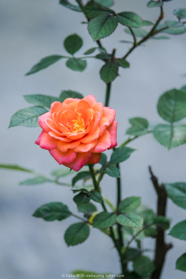 草裙舞女 月季 月季花 花 摄影 评论 收藏