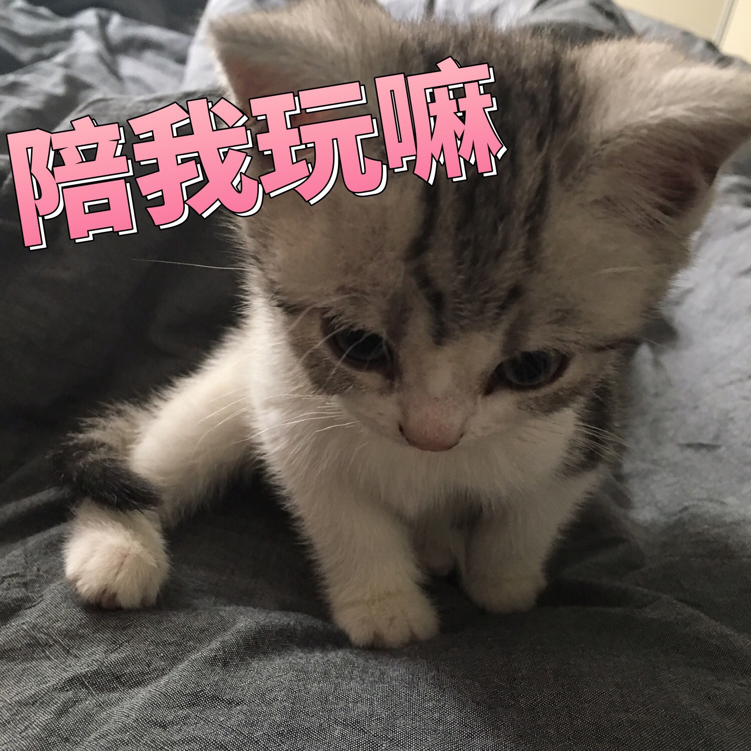 可爱喵星人 猫咪表情包陪我玩嘛