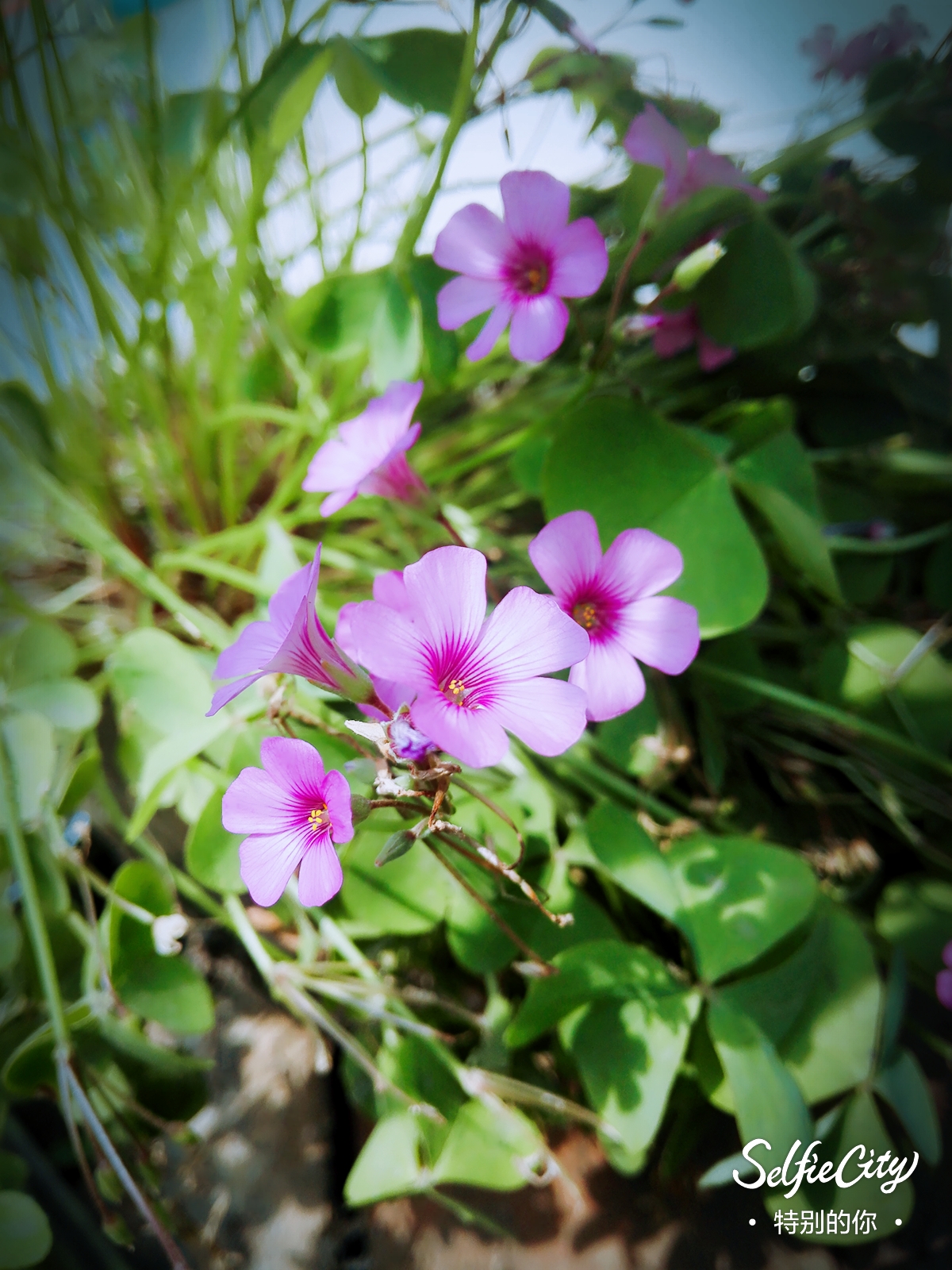 好看的小花