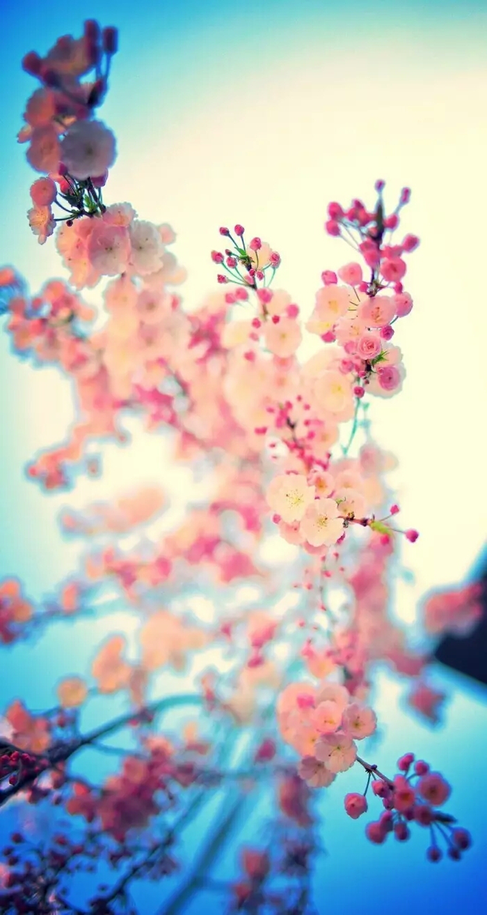 『一花一叶一世界』樱花,唯美意境,小清新植物壁纸绿色的世界充满希望