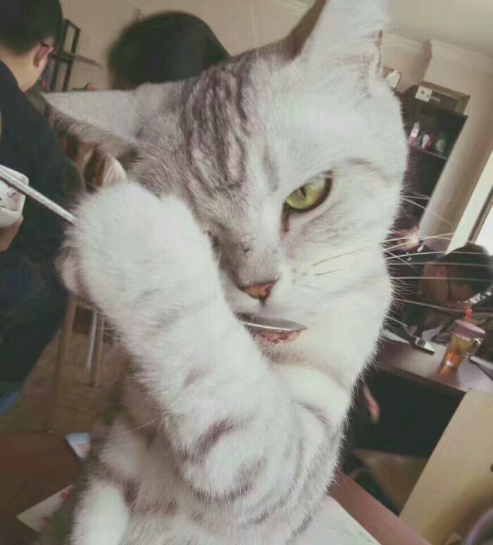 这个喵,很社会-堆糖,美好生活研究所