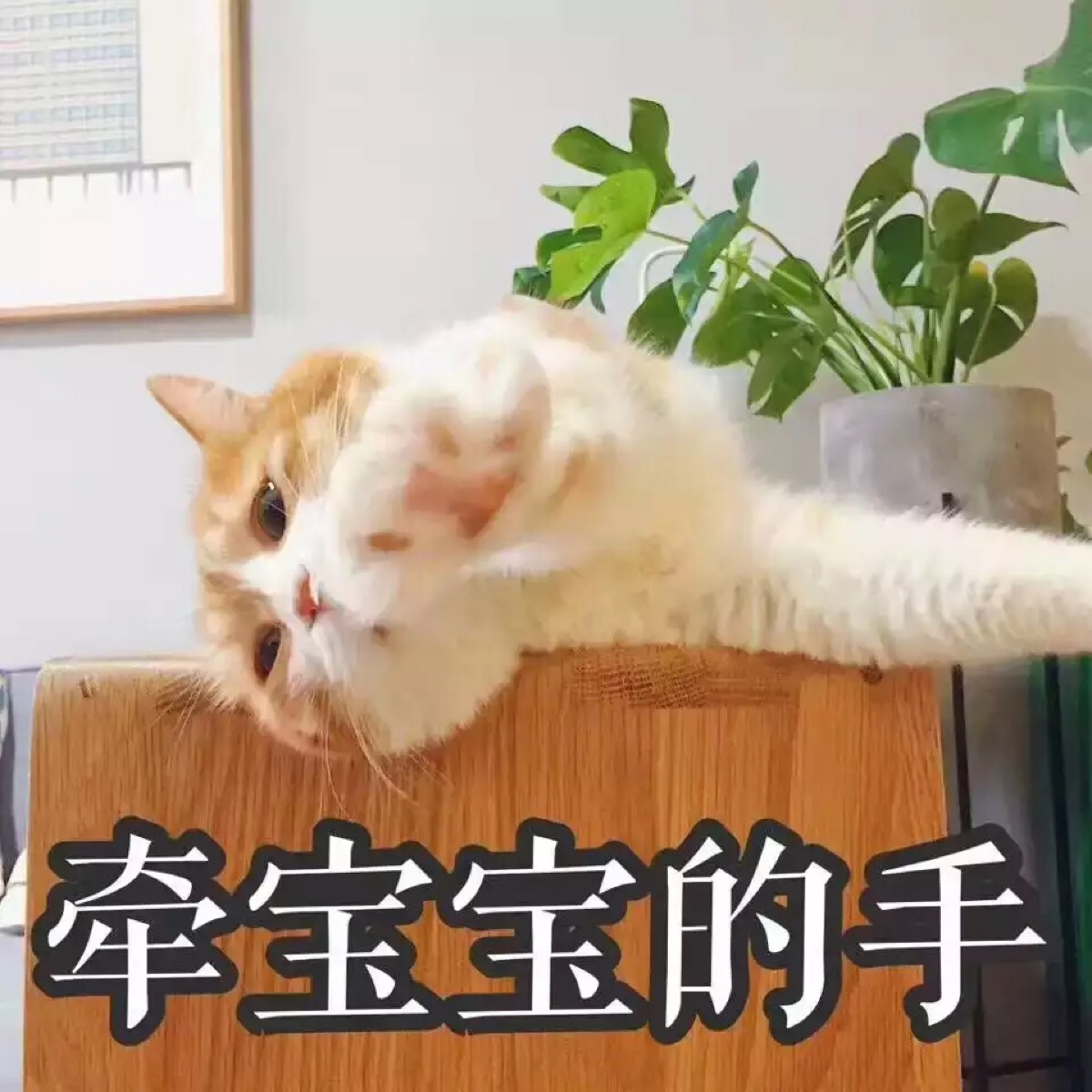 橘猫表情包