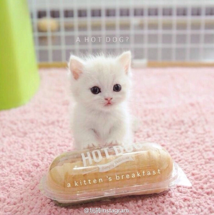 小可爱 