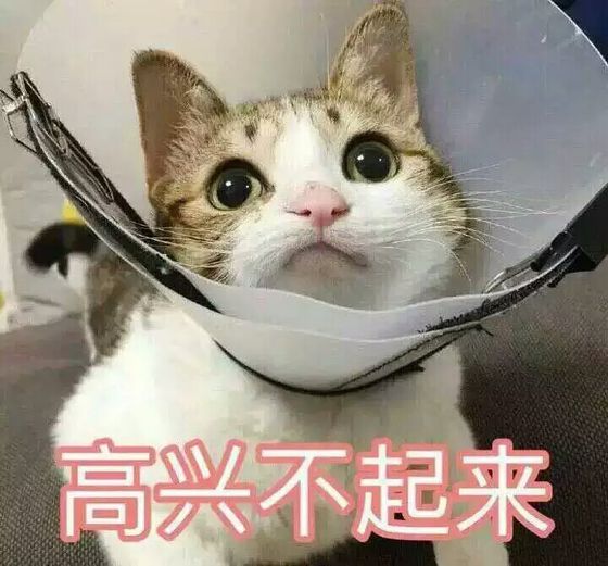 猫咪 表情包 不开心 撒娇