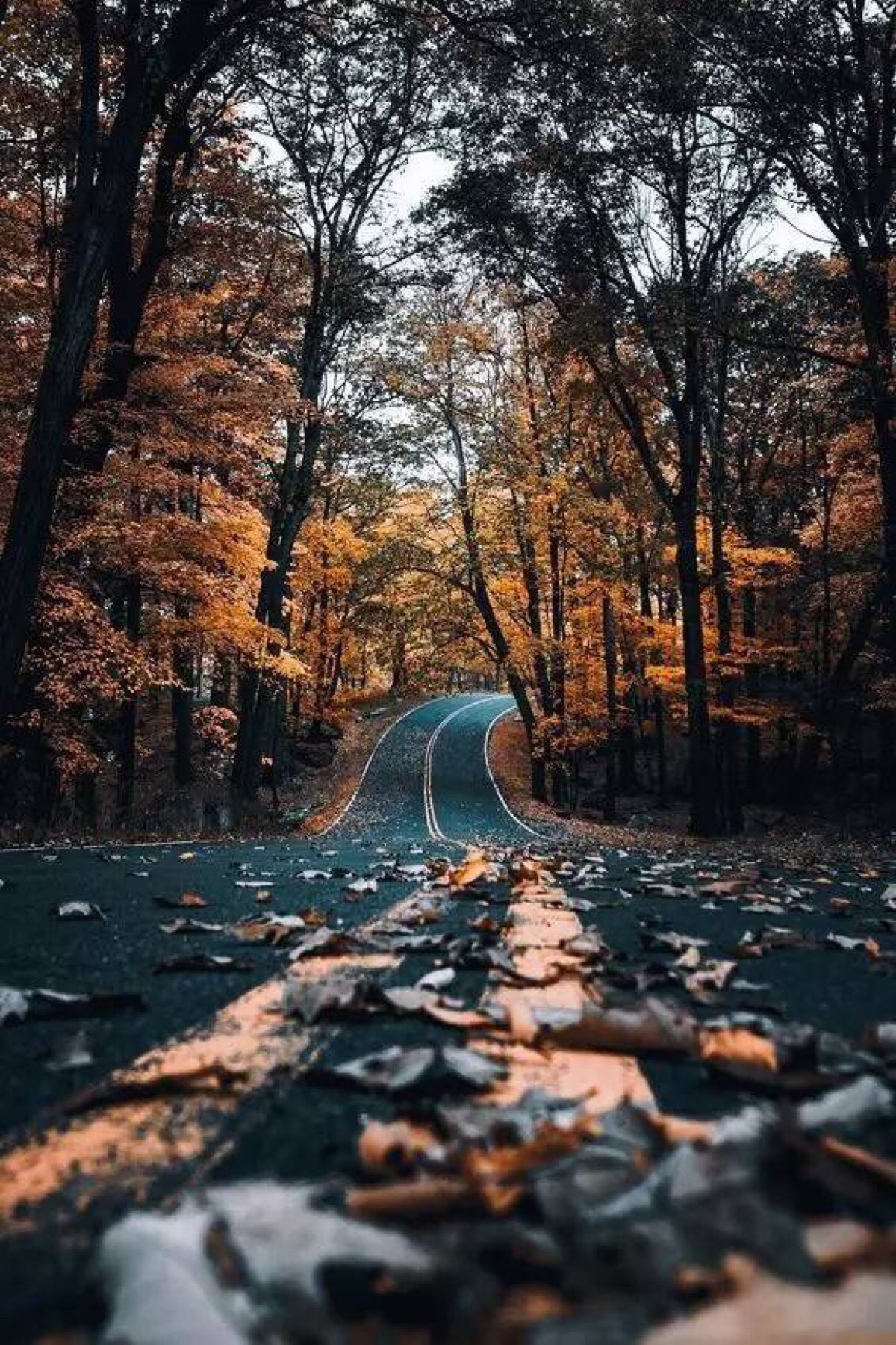 已经路过的风景就不要再打听了,当你选定一条路,另一条路的风景便与你