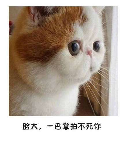 大脸猫 