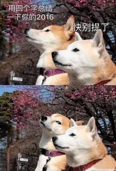 一大波狗狗表情包